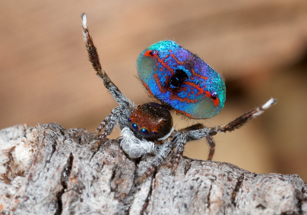 Araneae - Peacock spider